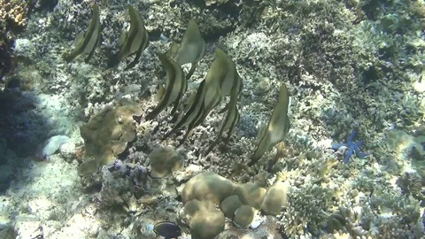 Batfish swarm on housereef Stockbeeldmateriaal 102903702