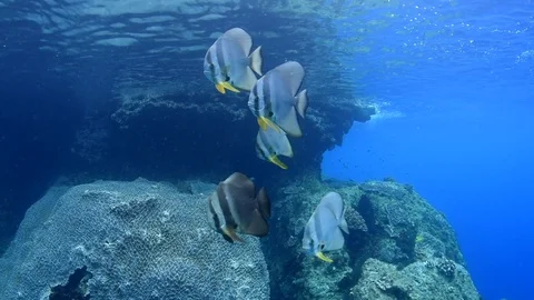 Batfish Swim On The Reef Video stock 96230709