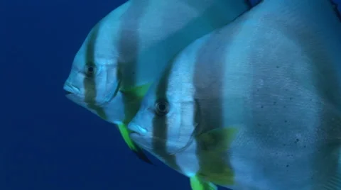 Batfish swim side by side Stock-Footage 54749569