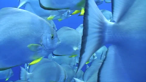 Batfish swim though shoal Stock Footage 293939932