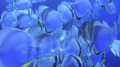 Batfish swim through shoal (side) Stock Footage 293939949