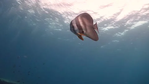 Batfish Swimming Down Towards Camera Stock Footage 130234800