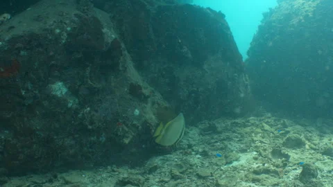 Batfish swimming Stock Footage 281930346