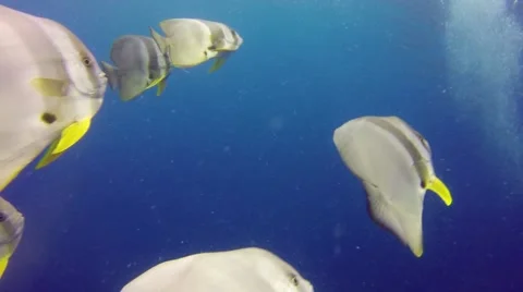 Batfish swimming in Pacific ocean 库存影片 56847287