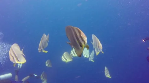 Batfish swimming in Pacific ocean Видео 56847456
