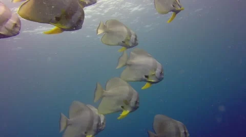 Batfish swimming in Pacific ocean Видео 56847559