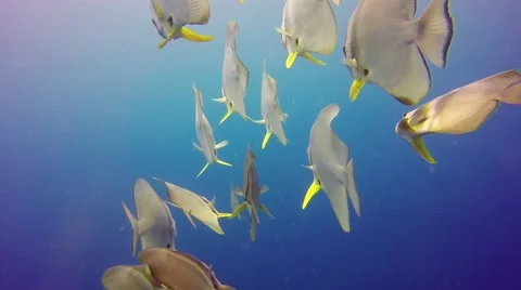 Batfish swimming in Pacific ocean Stock Footage 56847653
