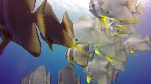 Batfish swimming in Pacific ocean Stock Footage 56847786