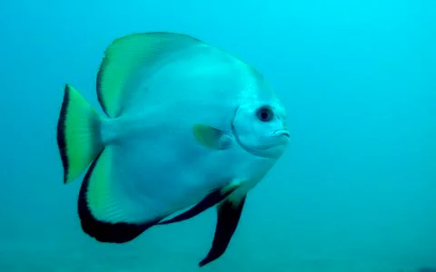 Batfish swimming Foto stock