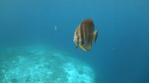 Batfish Swims up to the Camera and Away Video stock 130234869
