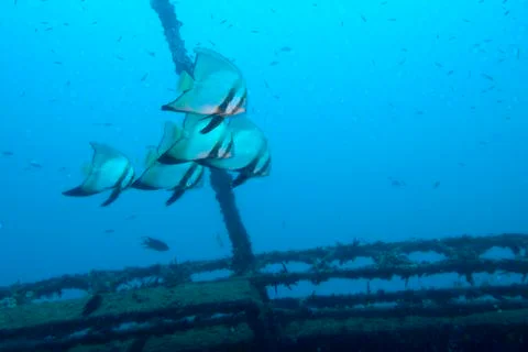 Batfish on a wreck Foto stock