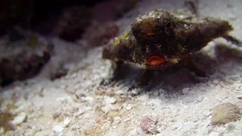 A batfish at Yucab Reef in Cozumel Stock Footage 319400053