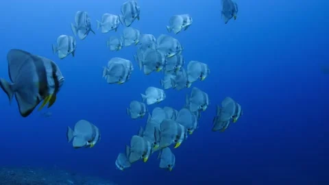 Batfish/Spadefish || Large school in the blues Stock Footage 149965470