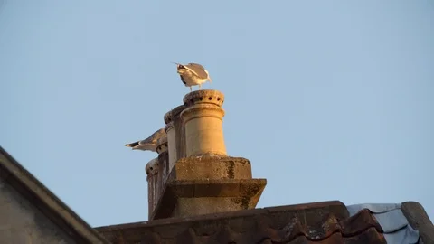Bath City 4k seagulls sit on top of chimney stack at sunset Stock Footage 106781244