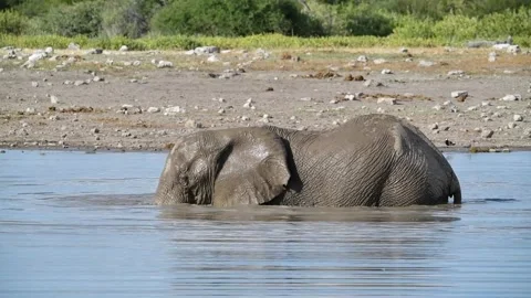 Bath continues; trunk just above surface for breathing — Contin.. — Part 8 Stock Footage 319960635