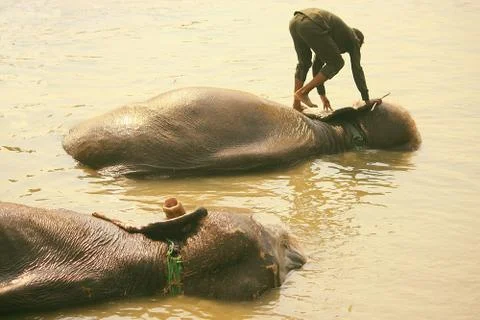The bath of elephants-Nepal Stock Photos