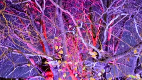 Bath, night, lit tree, somerset. 4 스톡 동영상 137673533