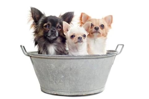 Before the bath Stock Photos