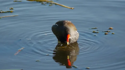 The bath of the redfish Stock Footage 103056030