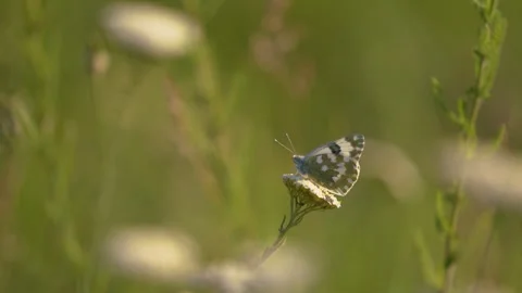 Bath white butterfly resting on wild plant in warm sunlight. Stock Footage 345136920