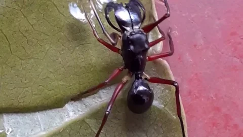 Bathing ant mimicking spider Stock Footage 128875246