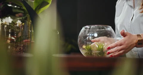 Bathing atmospheric tillandsia inside flowers and vintage interior decorations Stock Footage 246936738