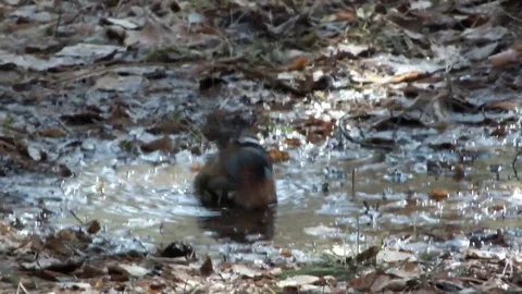 Bathing of birds Stock Footage 94870455