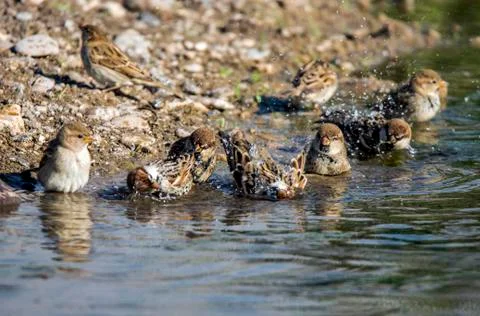 Bathing birds Foto stock