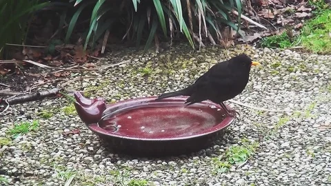 Bathing blackbird in the drinking troughin the summer  Stock Footage 96189344