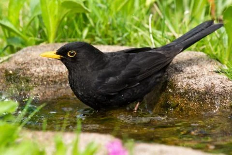 Bathing blackbird Stock Photos