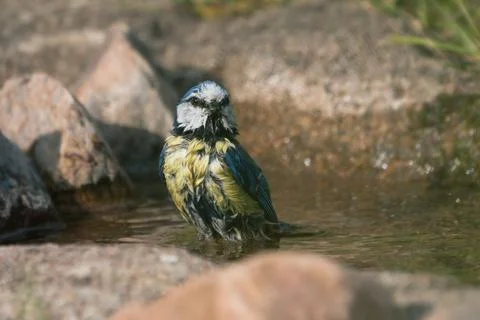 Bathing blue tit bird Foto stock