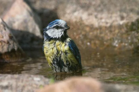 Bathing blue tit bird Stock Photos