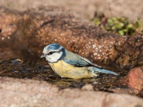 Bathing blue tit Stock Photos