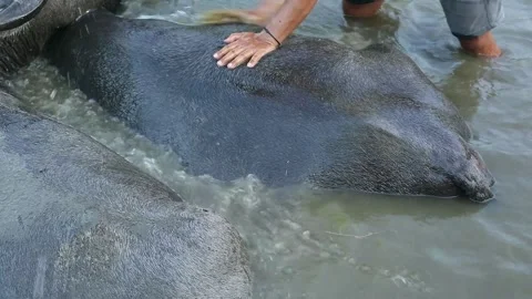 Bathing the buffalo 库存影片 335816917