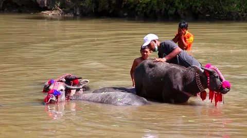 Bathing the Buffalo-Kerbau Mandi Stock Footage 206890359