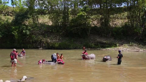 Bathing the Buffalo-Kerbau Mandi Stock Footage 206890675
