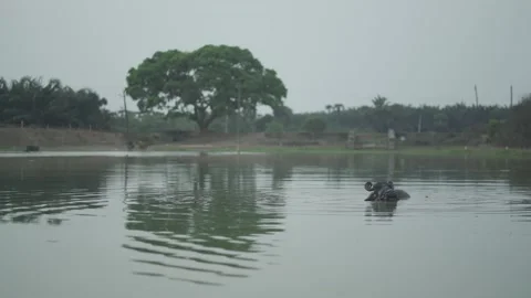 Bathing buffalo in a lake Video stock 186453362