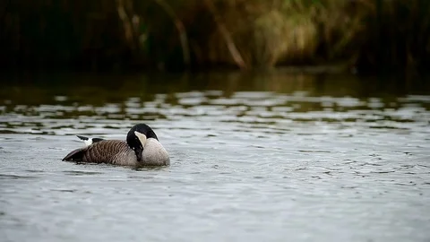 Bathing Canada Goose Stock Footage 125489588