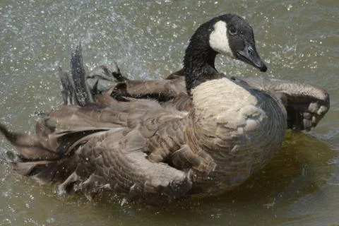Bathing Canada Goose Stock Photos