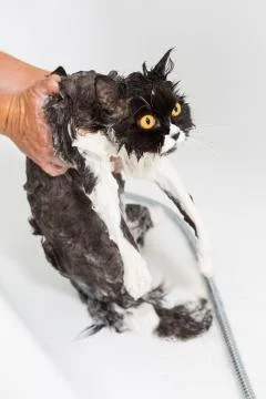 Bathing a cat Stock Photos