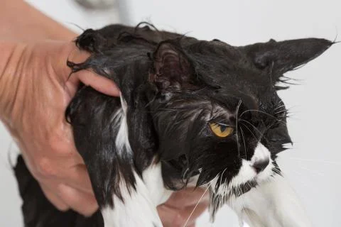 Bathing a cat Foto stock