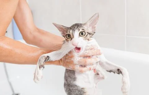 Bathing a cat Stock-Fotos