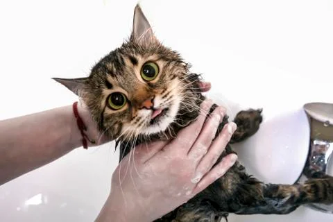 Bathing a cat Stock Photos