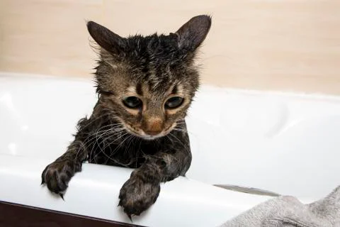 Bathing a cat Stock Photos