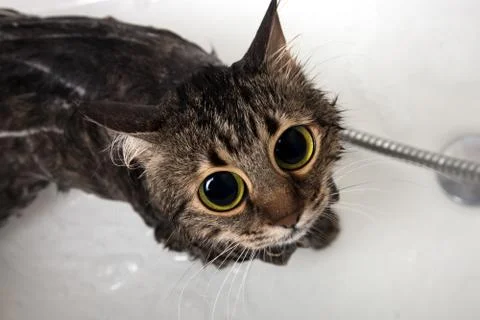 Bathing cat Stock Photos