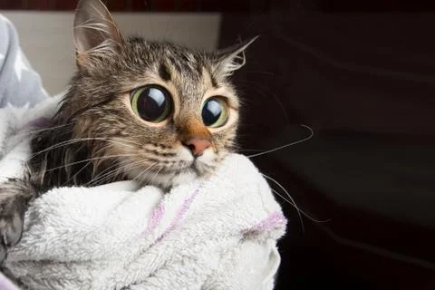 Bathing cat Stock Photos
