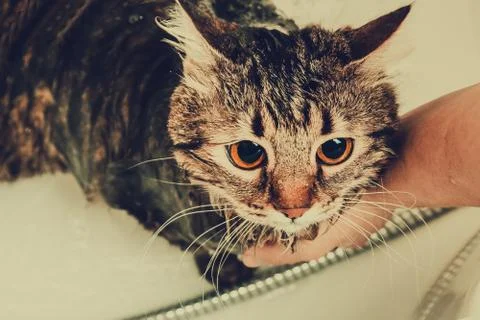 Bathing a cat Stock Photos