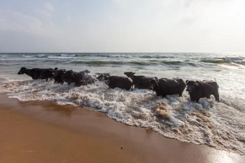 Bathing of a cows Stock Photos