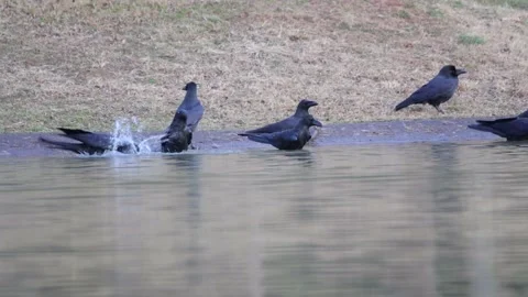 Bathing crows Stock Footage 235901284