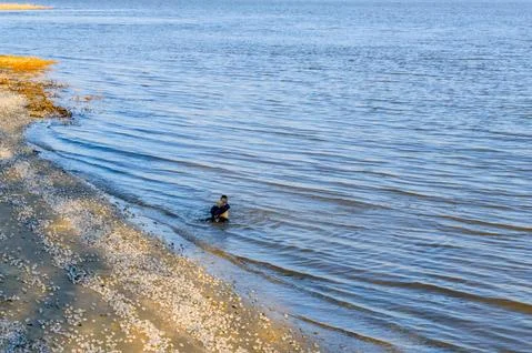 Bathing of crows in the river Foto stock